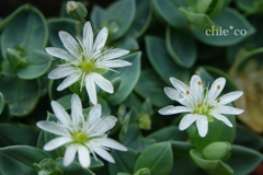 箱根湿生花園-250