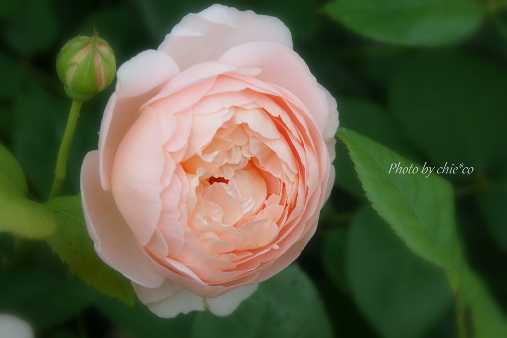 山下公園の薔薇たち・・-083