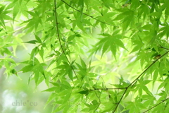 日向薬師-266