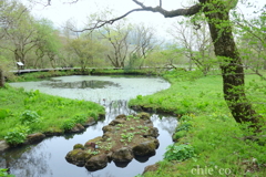 箱根湿生花園-217