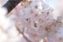 春めき桜-154