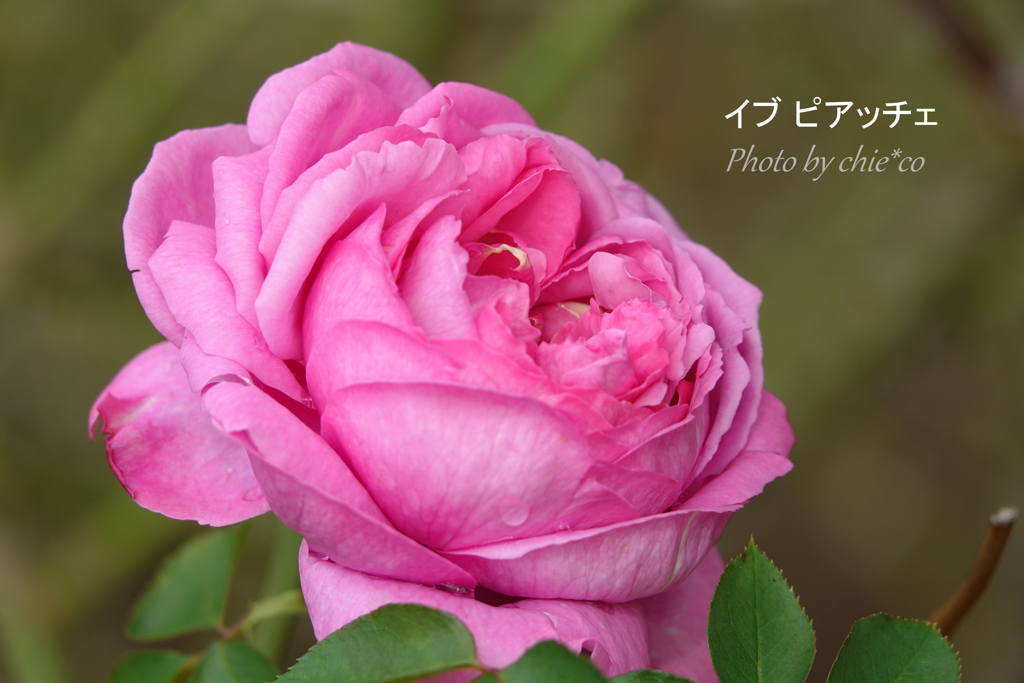 大船フラワーセンター-452