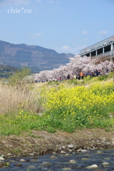春めき桜-151