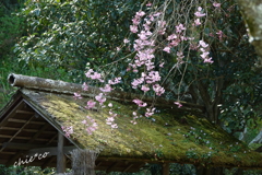 鎌倉-439