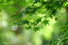 鎌倉-103