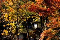 三渓園-412