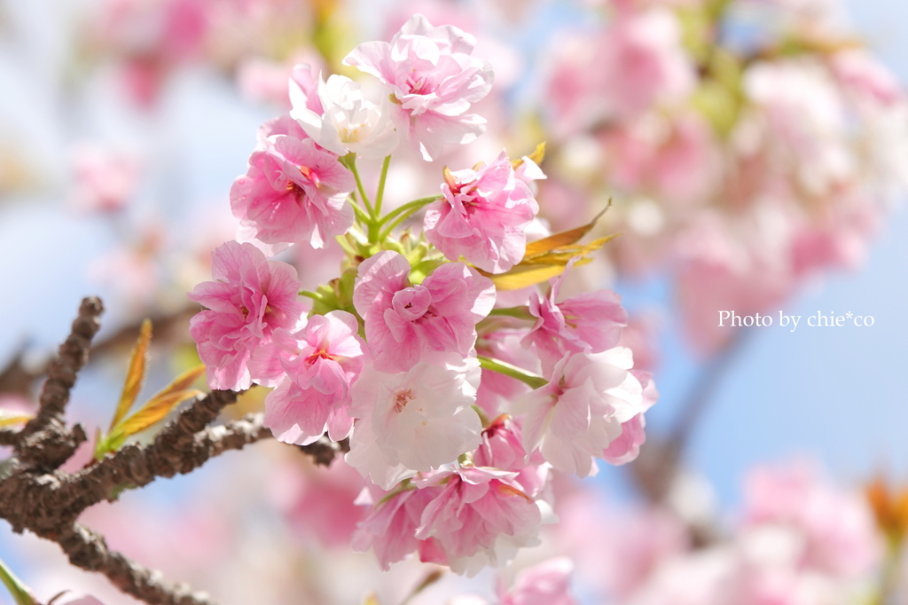 鎌倉～桜の季節-258