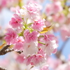 鎌倉～桜の季節-258
