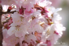 春めき桜-160