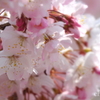 春めき桜-160