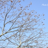 大船フラワーセンター-235