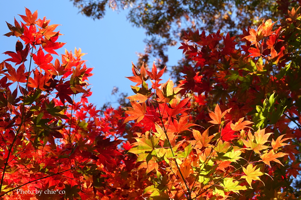 晩秋の横浜公園-013