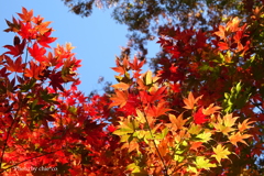 晩秋の横浜公園-013