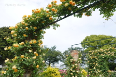 港の見える丘公園-078