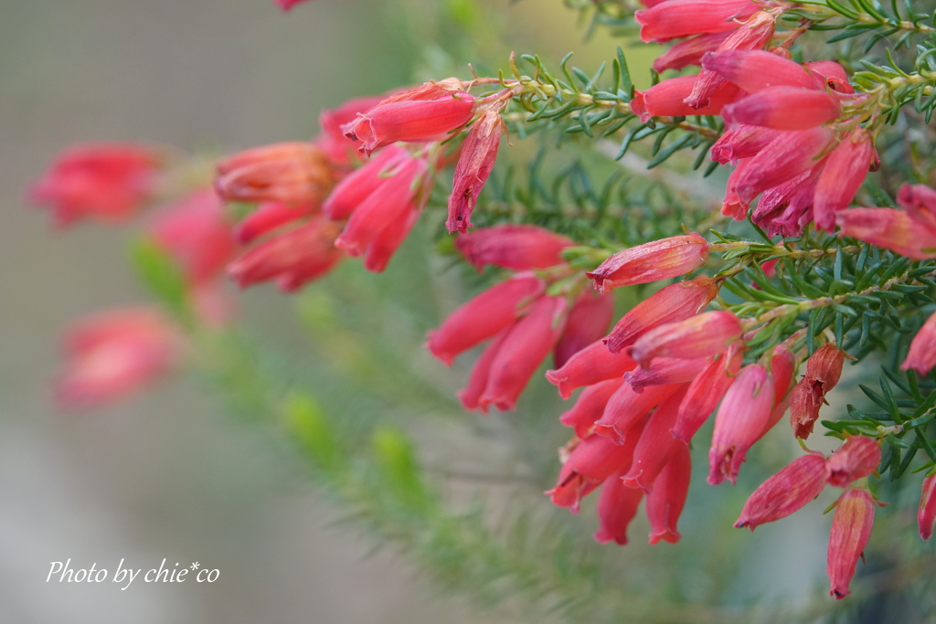港の見える丘公園-073