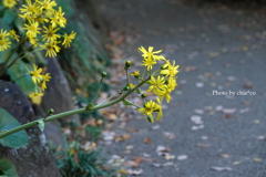 晩秋の横浜公園-006