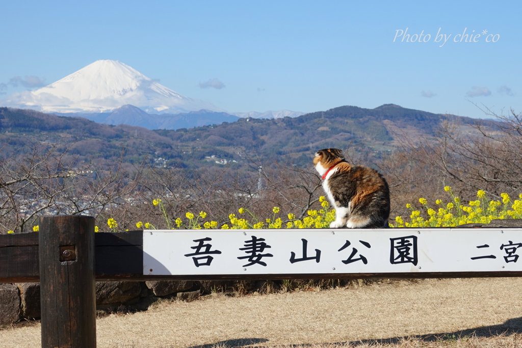 吾妻山公園-144