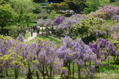 横須賀しょうぶ園-252