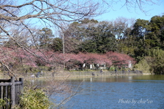 三浦海岸の河津桜-123