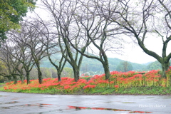 巾着田曼殊沙華公園-013
