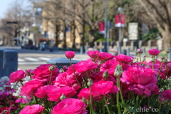 Yokohama-229