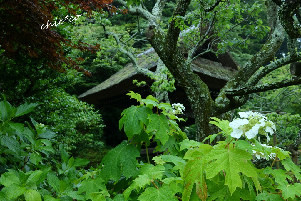 東慶寺-292