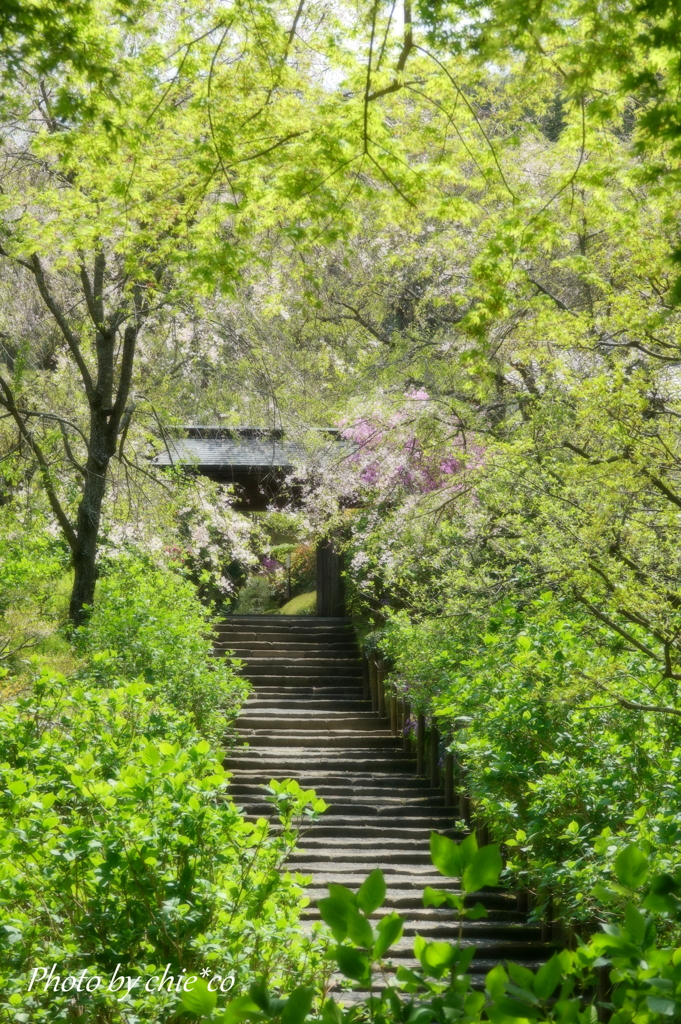 明月院-231