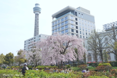 山下公園-158