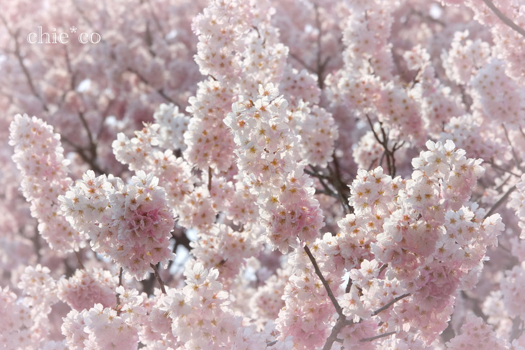 春めき桜-170