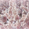 春めき桜-170