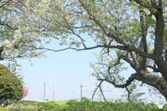 横浜＊桜さんぽ-250