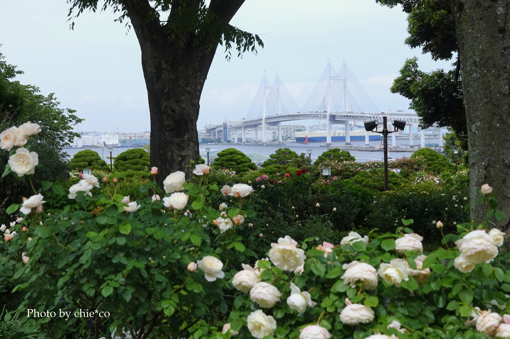 港の見える丘公園-101