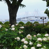 港の見える丘公園-101
