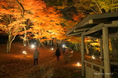 山中湖 紅葉ライトアップ-001