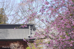 鎌倉～桜の季節-263