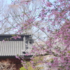 鎌倉～桜の季節-263