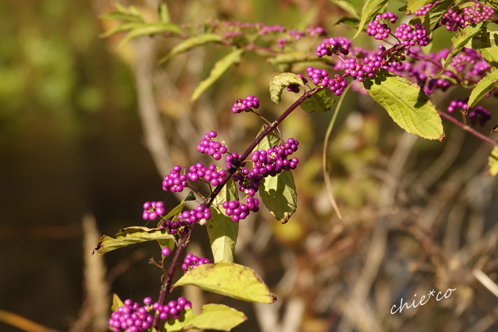 箱根湿生花園-276