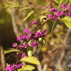 箱根湿生花園-276