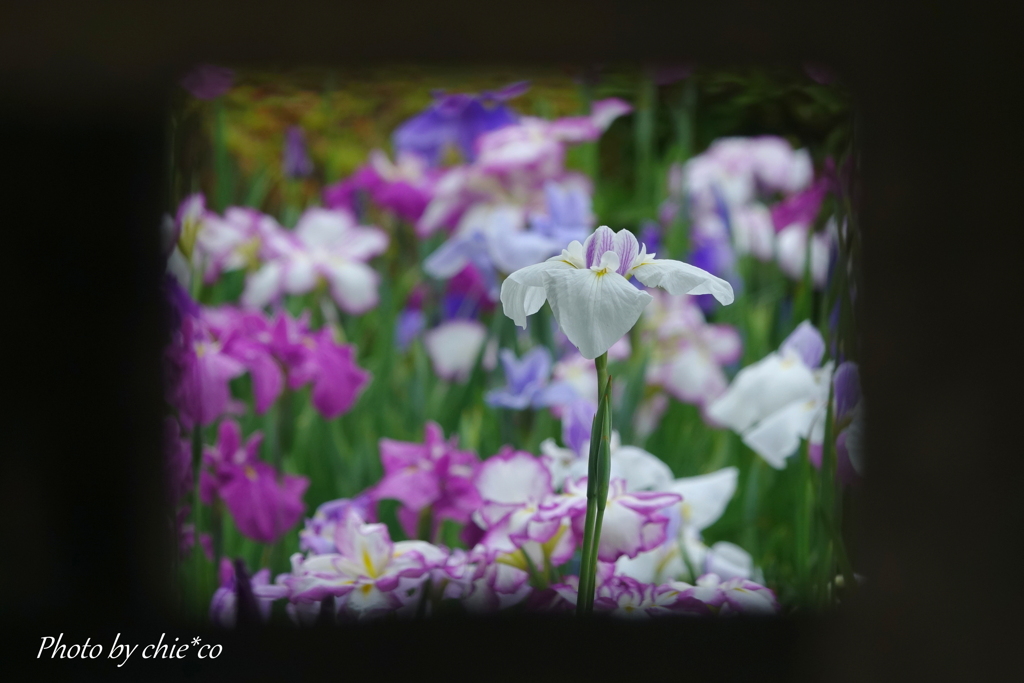 堀切菖蒲園-193