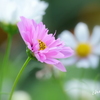 浜離宮恩賜庭園-174