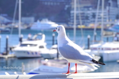 熱海-133