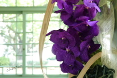 イタリア山庭園-184