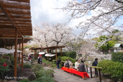 鎌倉～桜の季節-275