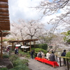 鎌倉～桜の季節-275