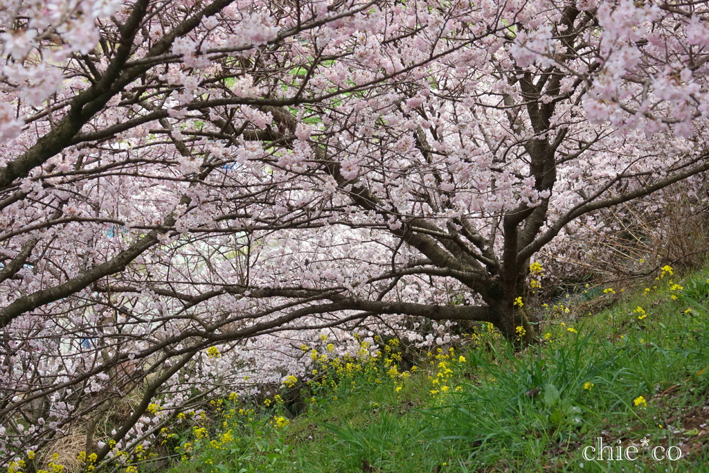 春めき桜-176