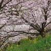 春めき桜-176