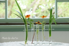 生けた花。。1
