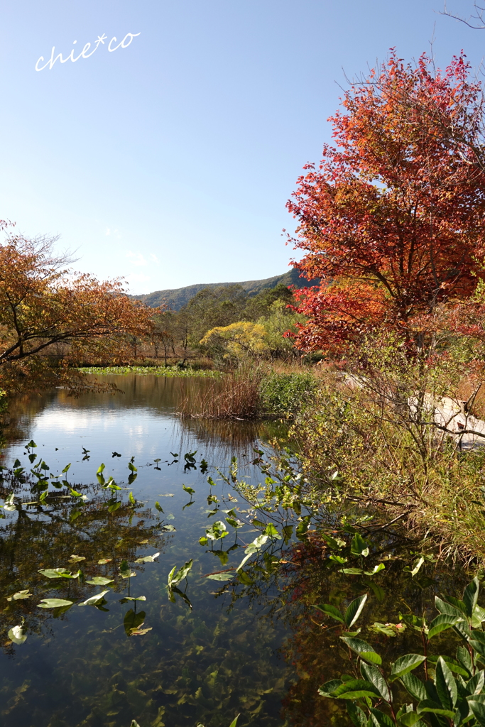 箱根湿生花園-246