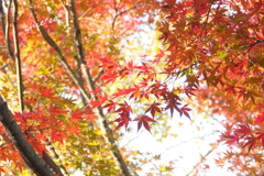 三渓園-403