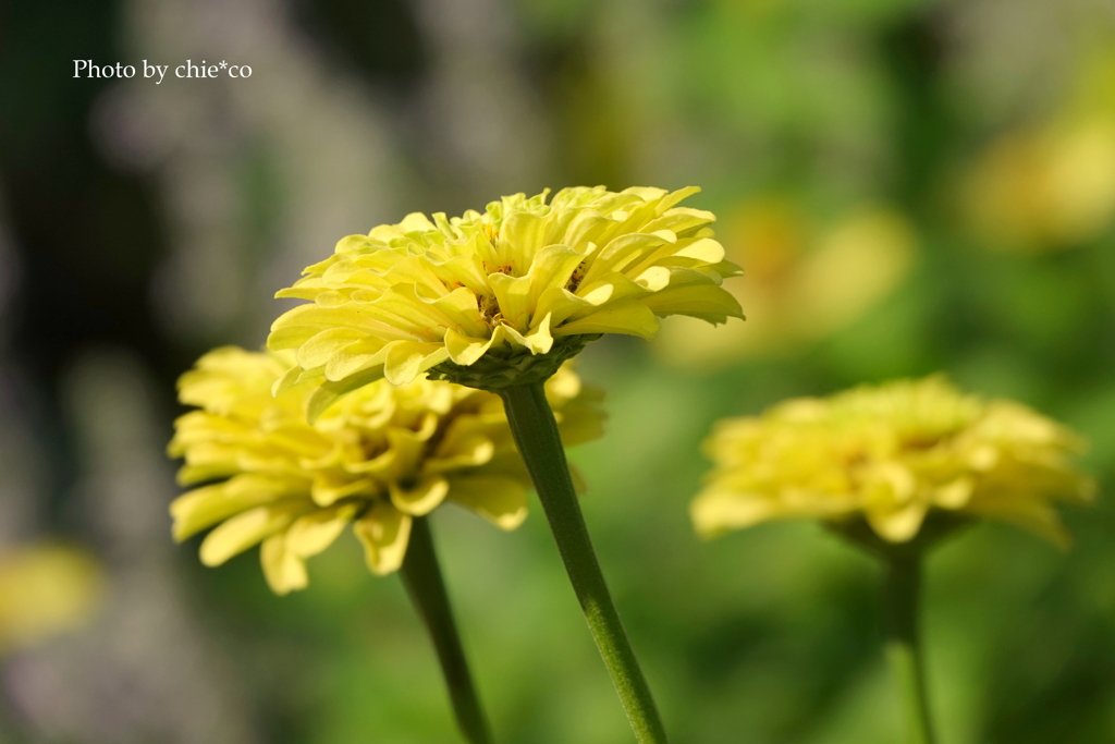 港の見える丘公園-194